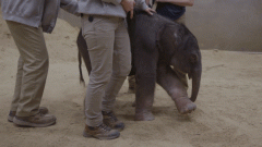 Zoo Elephant Nhi Linh National Zoo Birth Calf