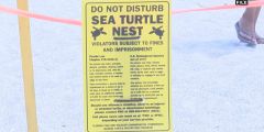 Sea Green Sea Turtle Turtles Years Year Mazzarella