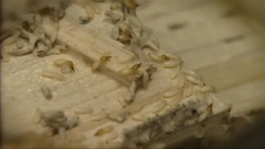 Termites South Florida Species Florida Chouvenc Asian Termites