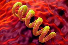 Syphilis Pathogens Bacterium Diseases Treponema Relatives
