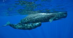 Whales Sperm Sperm Whales Whale Speech Clicks