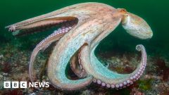 Wildlife Octopus Numbers Trusts Wildlife Trusts West Coast