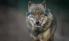 Wolves Members Traps Ad Free Ad Experience