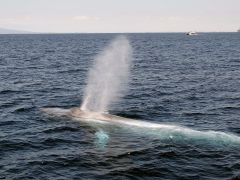 Whales Blue Whales Researchers Study Whale Scientists