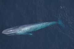 Whales New England Blue Whales O'brien Whale Waters