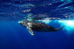 Whales Whale Health Nord University Arctic Virus