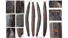 Tools East Asia Wood Stone Hominins Tool