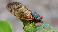Cicadas Brood Noise Year Cicada Trees
