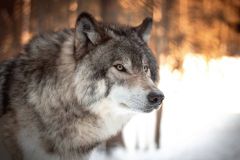 Wolves Stora Karls Ouml Humans Wolf Island Rocky Island