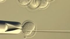Clones Mice Generation Generations Trichostatin Mutations