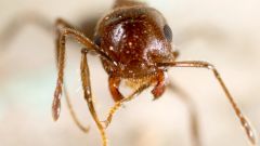 Queen Host Colony Matricide Lasius Ants