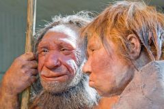 Dna Humans X Chromosomes Neanderthal Dna New York