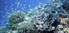 Coral Corals Reefs Coral Reefs Ocean Climate