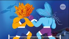 Animal Animals Sponges Sister Tree Sponge