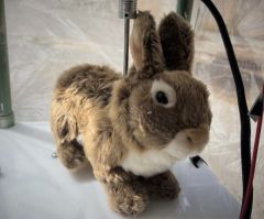 Rabbits Palm Beach Post South Florida Snakes Python Researchers