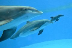Calf Zoo Bottlenose Dolphin Chicago Video Breath