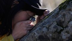 Fungi Species Conservation Lichen Allen Part