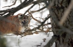 Deer Mountain Lions Mountain Lions Lion Cwd