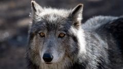 Wolves Wolf State Animals Livestock Species