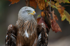 Birds Conservation Wildlife Kite Red Kites Wildlife Resources