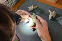 Species Teeth Homo Australopithecus Years Study