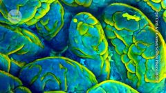 Mice Gut Memory Old Mice Bacteria Objects