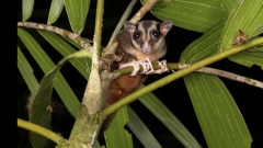 Species Possum Years Bishop Museum Evidence Pygmy