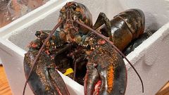 Lobsters Pain Researchers Tail Norway New Zealand